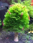 Coral Moss Aka Mini Pellia Oz Cup X2. Fixed Price $19.99.